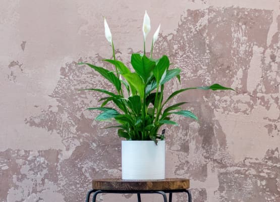 top indoor houseplant ideas