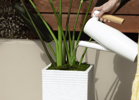 how to take care of a potted plant