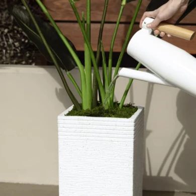 how to take care of potted plants square