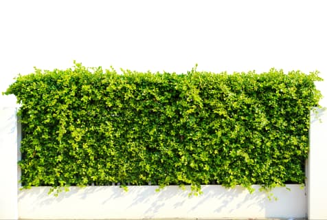 plant fence outdoor trend 2023