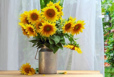 sunflowers in vase