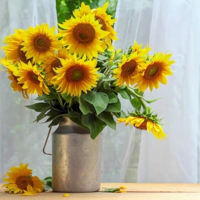 sunflowers in vase square