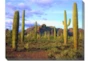 Picture-48X36 Cactus Sky - Signature